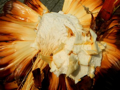 Rare seeds Nypa fruticans fruit seeds Seeds of Nypa fruticans fruits in the Philippines Nypa fruticans Nypa fruticans Wurmb. Nypa fruticans Wurmb., Arecaceae Flora of the Philippines, bears globular f