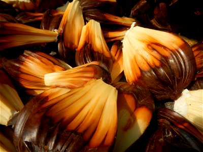Rare seeds Nypa fruticans fruit seeds Seeds of Nypa fruticans fruits in the Philippines Nypa fruticans Nypa fruticans Wurmb. Nypa fruticans Wurmb., Arecaceae Flora of the Philippines, bears globular f
