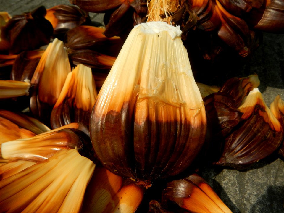 Rare seeds Nypa fruticans fruit seeds Seeds of Nypa fruticans fruits in the Philippines Nypa fruticans Nypa fruticans Wurmb. Nypa fruticans Wurmb., Arecaceae Flora of the Philippines, bears globular f