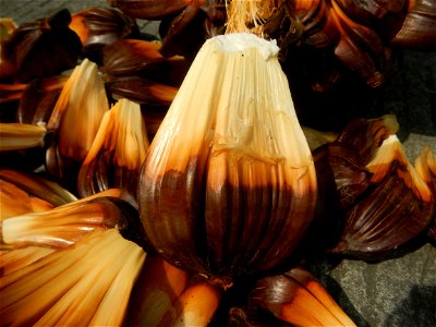 Rare seeds Nypa fruticans fruit seeds Seeds of Nypa fruticans fruits in the Philippines Nypa fruticans Nypa fruticans Wurmb. Nypa fruticans Wurmb., Arecaceae Flora of the Philippines, bears globular f