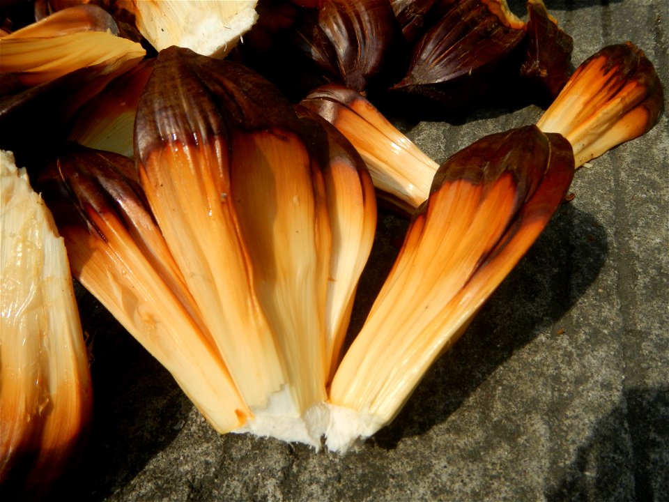 Rare seeds Nypa fruticans fruit seeds Seeds of Nypa fruticans fruits in the Philippines Nypa fruticans Nypa fruticans Wurmb. Nypa fruticans Wurmb., Arecaceae Flora of the Philippines, bears globular f
