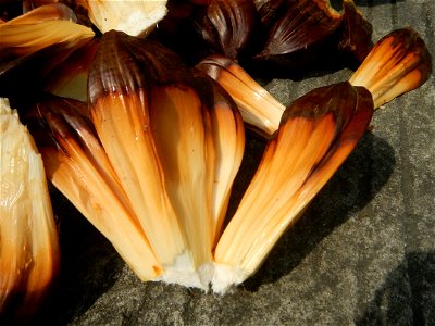 Rare seeds Nypa fruticans fruit seeds Seeds of Nypa fruticans fruits in the Philippines Nypa fruticans Nypa fruticans Wurmb. Nypa fruticans Wurmb., Arecaceae Flora of the Philippines, bears globular f