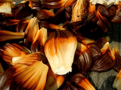 Rare seeds Nypa fruticans fruit seeds Seeds of Nypa fruticans fruits in the Philippines Nypa fruticans Nypa fruticans Wurmb. Nypa fruticans Wurmb., Arecaceae Flora of the Philippines, bears globular f