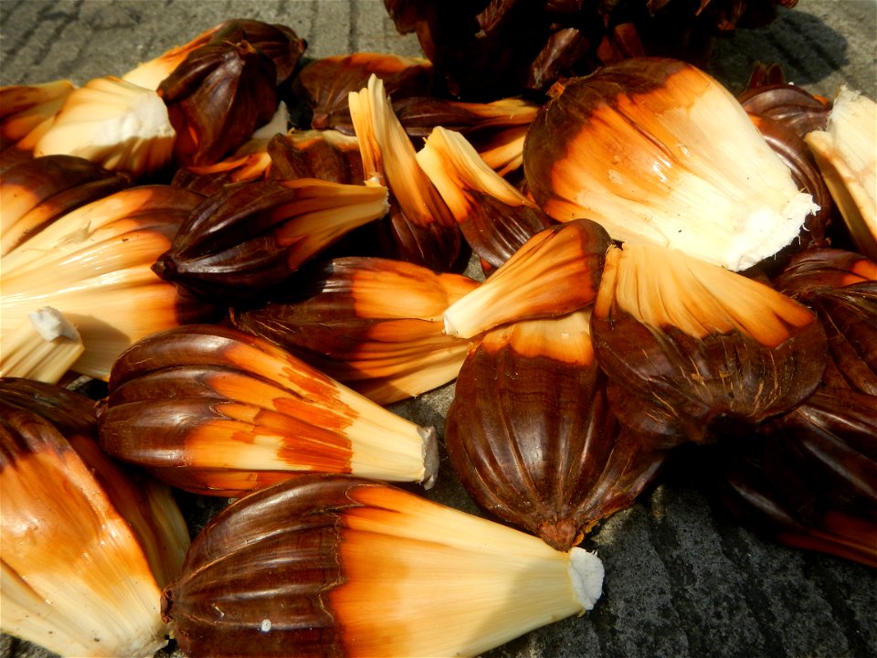 Rare seeds Nypa fruticans fruit seeds Seeds of Nypa fruticans fruits in the Philippines Nypa fruticans Nypa fruticans Wurmb. Nypa fruticans Wurmb., Arecaceae Flora of the Philippines, bears globular f