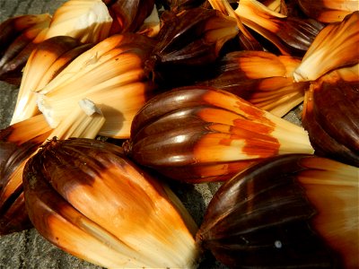 Rare seeds Nypa fruticans fruit seeds Seeds of Nypa fruticans fruits in the Philippines Nypa fruticans Nypa fruticans Wurmb. Nypa fruticans Wurmb., Arecaceae Flora of the Philippines, bears globular f