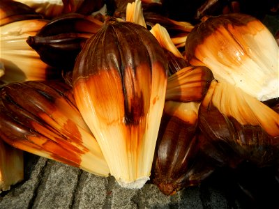 Rare seeds Nypa fruticans fruit seeds Seeds of Nypa fruticans fruits in the Philippines Nypa fruticans Nypa fruticans Wurmb. Nypa fruticans Wurmb., Arecaceae Flora of the Philippines, bears globular f