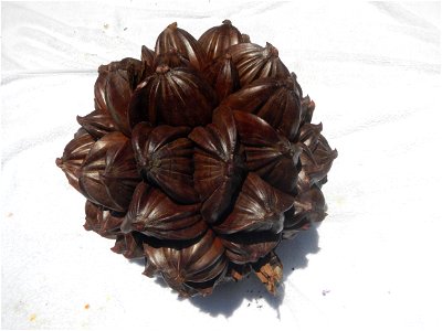 Nypa fruticans Nypa fruticans Wurmb. Nypa fruticans Wurmb., Arecaceae Flora of the Philippines, bears globular flower cluster on a nipa palm, "Sasa" used in Nipa hut and Vinegar (Note: Judge Florentin