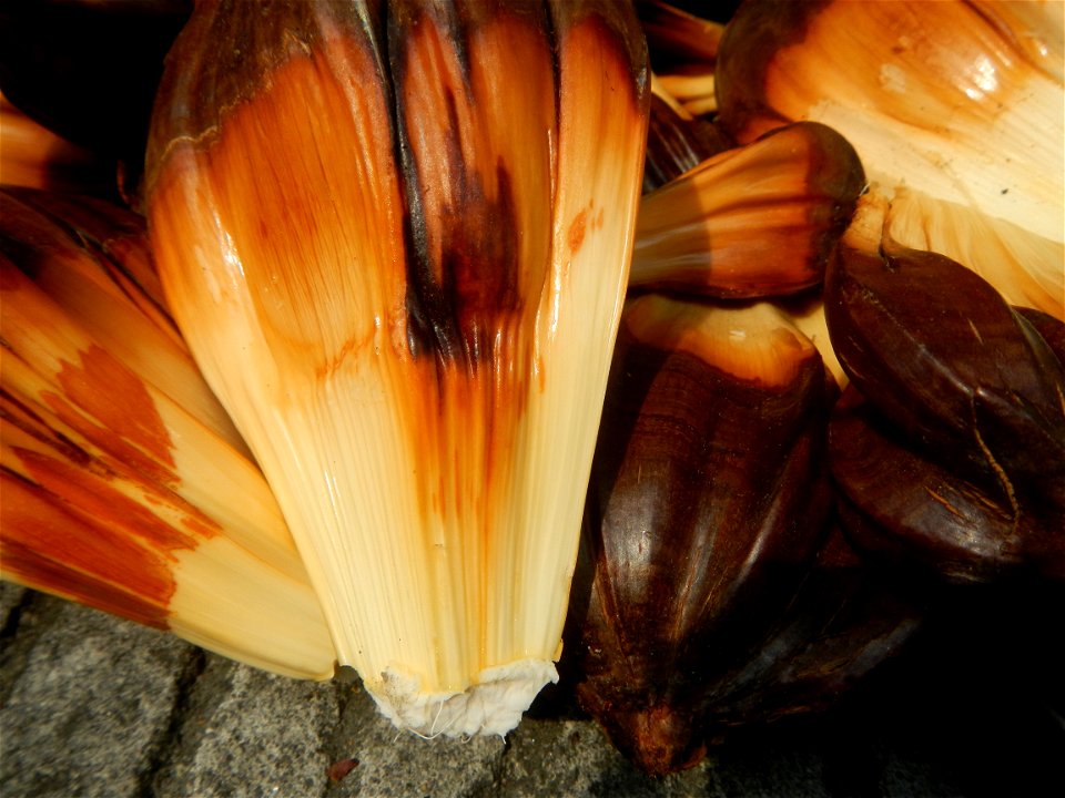 Rare seeds Nypa fruticans fruit seeds Seeds of Nypa fruticans fruits in the Philippines Nypa fruticans Nypa fruticans Wurmb. Nypa fruticans Wurmb., Arecaceae Flora of the Philippines, bears globular f