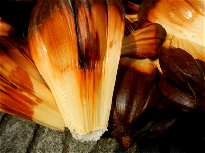 Rare seeds Nypa fruticans fruit seeds Seeds of Nypa fruticans fruits in the Philippines Nypa fruticans Nypa fruticans Wurmb. Nypa fruticans Wurmb., Arecaceae Flora of the Philippines, bears globular f