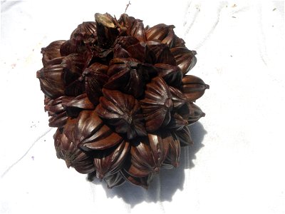 Nypa fruticans Nypa fruticans Wurmb. Nypa fruticans Wurmb., Arecaceae Flora of the Philippines, bears globular flower cluster on a nipa palm, "Sasa" used in Nipa hut and Vinegar (Note: Judge Florentin