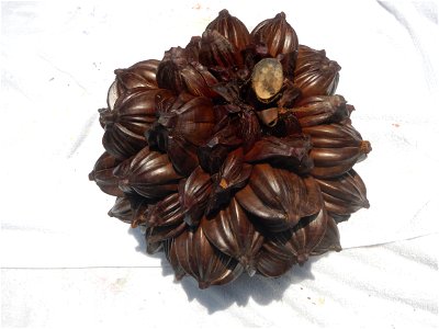 Nypa fruticans Nypa fruticans Wurmb. Nypa fruticans Wurmb., Arecaceae Flora of the Philippines, bears globular flower cluster on a nipa palm, "Sasa" used in Nipa hut and Vinegar (Note: Judge Florentin