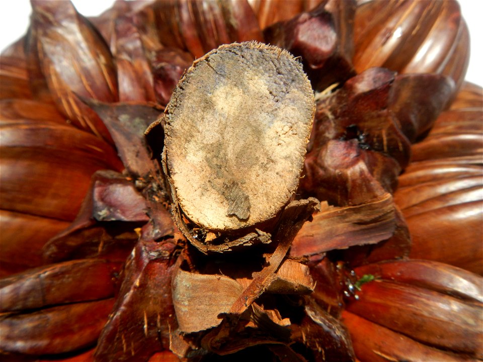 Nypa fruticans Nypa fruticans Wurmb. Nypa fruticans Wurmb., Arecaceae Flora of the Philippines, bears globular flower cluster on a nipa palm, "Sasa" used in Nipa hut and Vinegar (Note: Judge Florentin