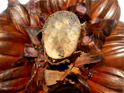 Nypa fruticans Nypa fruticans Wurmb. Nypa fruticans Wurmb., Arecaceae Flora of the Philippines, bears globular flower cluster on a nipa palm, "Sasa" used in Nipa hut and Vinegar (Note: Judge Florentin