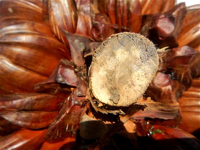 Nypa fruticans Nypa fruticans Wurmb. Nypa fruticans Wurmb., Arecaceae Flora of the Philippines, bears globular flower cluster on a nipa palm, "Sasa" used in Nipa hut and Vinegar (Note: Judge Florentin photo