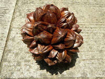 Nypa fruticans Nypa fruticans Wurmb. Nypa fruticans Wurmb., Arecaceae Flora of the Philippines, bears globular flower cluster on a nipa palm, "Sasa" used in Nipa hut and Vinegar (Note: Judge Florentin photo