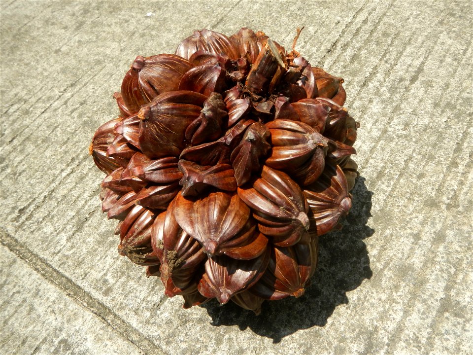Nypa fruticans Nypa fruticans Wurmb. Nypa fruticans Wurmb., Arecaceae Flora of the Philippines, bears globular flower cluster on a nipa palm, "Sasa" used in Nipa hut and Vinegar (Note: Judge Florentin