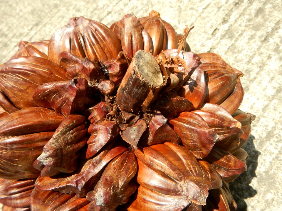 Nypa fruticans Nypa fruticans Wurmb. Nypa fruticans Wurmb., Arecaceae Flora of the Philippines, bears globular flower cluster on a nipa palm, "Sasa" used in Nipa hut and Vinegar (Note: Judge Florentin