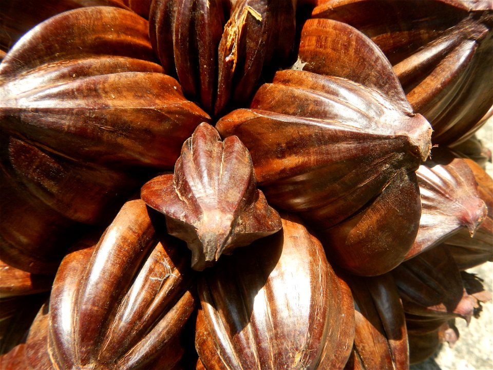 Nypa fruticans Nypa fruticans Wurmb. Nypa fruticans Wurmb., Arecaceae Flora of the Philippines, bears globular flower cluster on a nipa palm, "Sasa" used in Nipa hut and Vinegar (Note: Judge Florentin