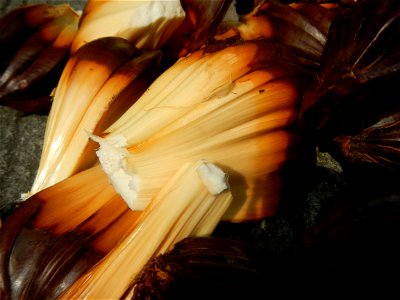 Rare seeds Nypa fruticans fruit seeds Seeds of Nypa fruticans fruits in the Philippines Nypa fruticans Nypa fruticans Wurmb. Nypa fruticans Wurmb., Arecaceae Flora of the Philippines, bears globular f