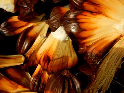 Rare seeds Nypa fruticans fruit seeds Seeds of Nypa fruticans fruits in the Philippines Nypa fruticans Nypa fruticans Wurmb. Nypa fruticans Wurmb., Arecaceae Flora of the Philippines, bears globular f