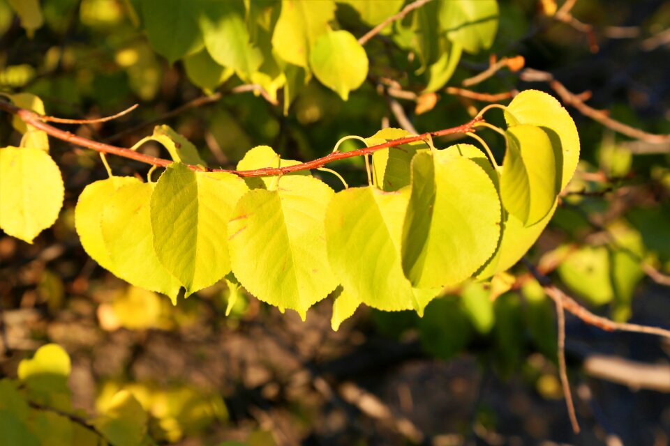 Nature color forest