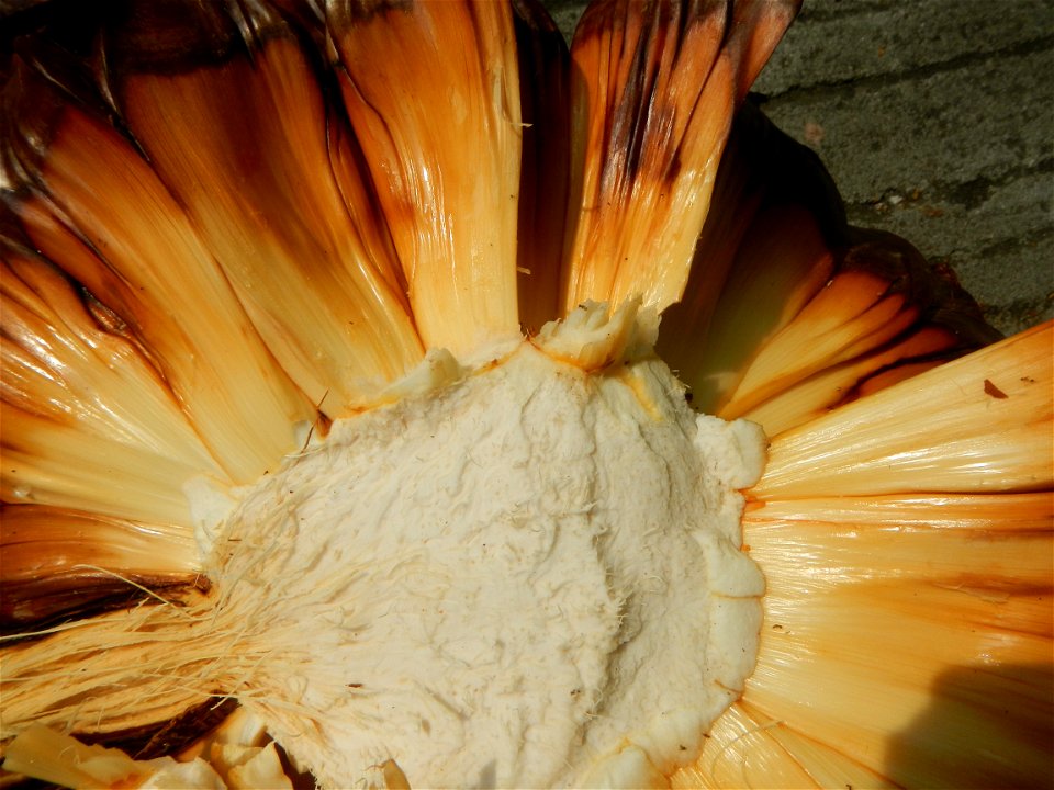Rare seeds Nypa fruticans fruit seeds Seeds of Nypa fruticans fruits in the Philippines Nypa fruticans Nypa fruticans Wurmb. Nypa fruticans Wurmb., Arecaceae Flora of the Philippines, bears globular f
