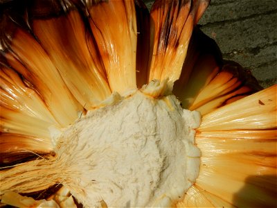 Rare seeds Nypa fruticans fruit seeds Seeds of Nypa fruticans fruits in the Philippines Nypa fruticans Nypa fruticans Wurmb. Nypa fruticans Wurmb., Arecaceae Flora of the Philippines, bears globular f