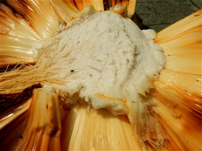 Rare seeds Nypa fruticans fruit seeds Seeds of Nypa fruticans fruits in the Philippines Nypa fruticans Nypa fruticans Wurmb. Nypa fruticans Wurmb., Arecaceae Flora of the Philippines, bears globular f