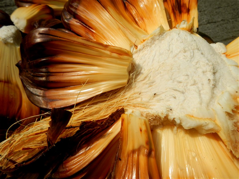 Rare seeds Nypa fruticans fruit seeds Seeds of Nypa fruticans fruits in the Philippines Nypa fruticans Nypa fruticans Wurmb. Nypa fruticans Wurmb., Arecaceae Flora of the Philippines, bears globular f