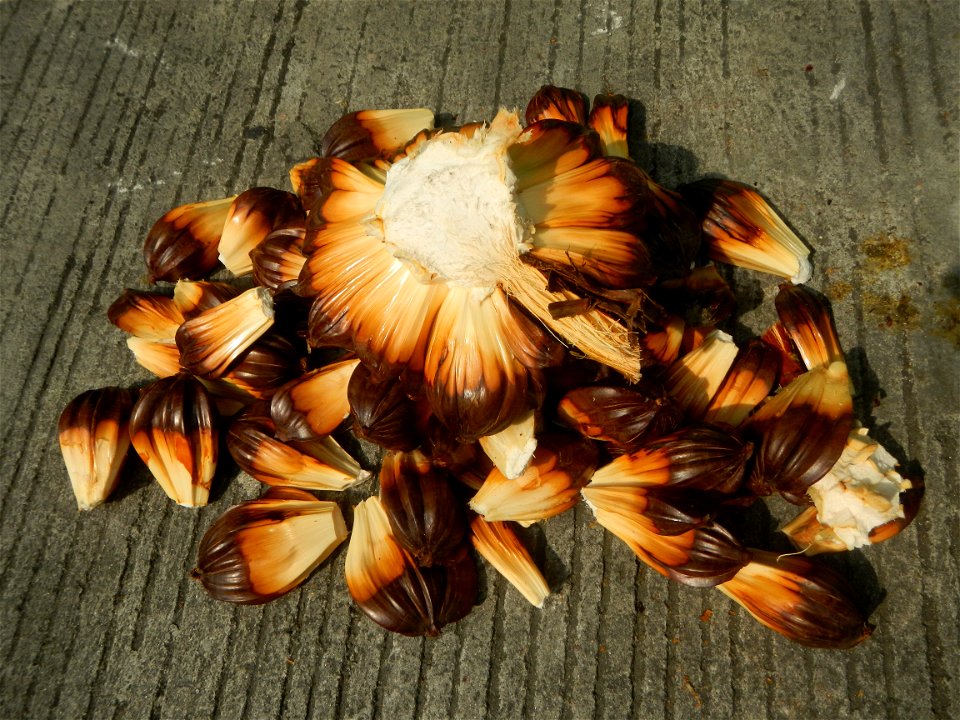 Rare seeds Nypa fruticans fruit seeds Seeds of Nypa fruticans fruits in the Philippines Nypa fruticans Nypa fruticans Wurmb. Nypa fruticans Wurmb., Arecaceae Flora of the Philippines, bears globular f