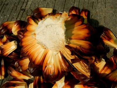 Rare seeds Nypa fruticans fruit seeds Seeds of Nypa fruticans fruits in the Philippines Nypa fruticans Nypa fruticans Wurmb. Nypa fruticans Wurmb., Arecaceae Flora of the Philippines, bears globular f