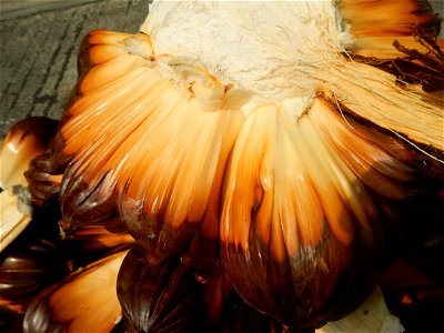 Rare seeds Nypa fruticans fruit seeds Seeds of Nypa fruticans fruits in the Philippines Nypa fruticans Nypa fruticans Wurmb. Nypa fruticans Wurmb., Arecaceae Flora of the Philippines, bears globular f