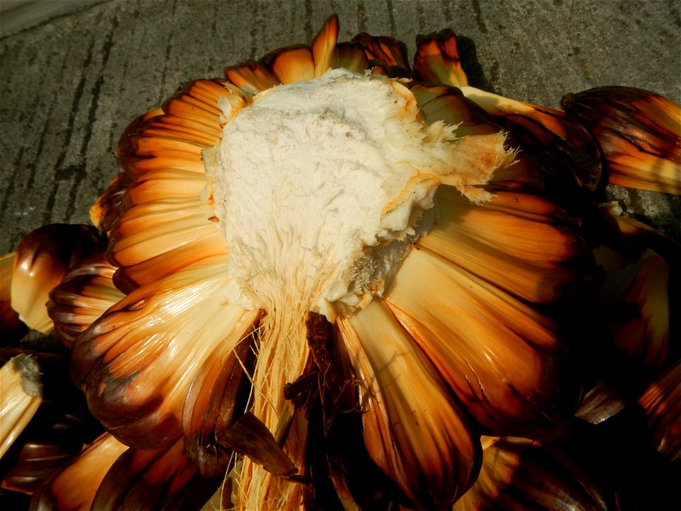 Rare seeds Nypa fruticans fruit seeds Seeds of Nypa fruticans fruits in the Philippines Nypa fruticans Nypa fruticans Wurmb. Nypa fruticans Wurmb., Arecaceae Flora of the Philippines, bears globular f
