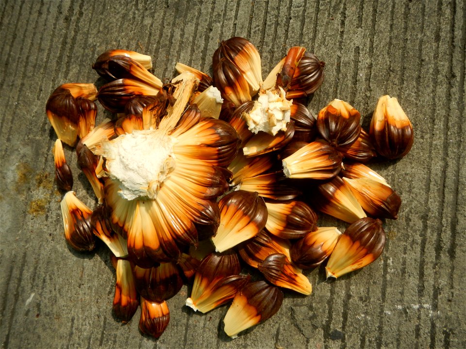 Rare seeds Nypa fruticans fruit seeds Seeds of Nypa fruticans fruits in the Philippines Nypa fruticans Nypa fruticans Wurmb. Nypa fruticans Wurmb., Arecaceae Flora of the Philippines, bears globular f
