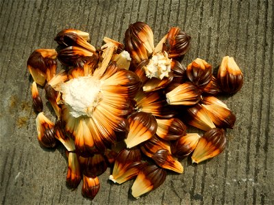 Rare seeds Nypa fruticans fruit seeds Seeds of Nypa fruticans fruits in the Philippines Nypa fruticans Nypa fruticans Wurmb. Nypa fruticans Wurmb., Arecaceae Flora of the Philippines, bears globular f