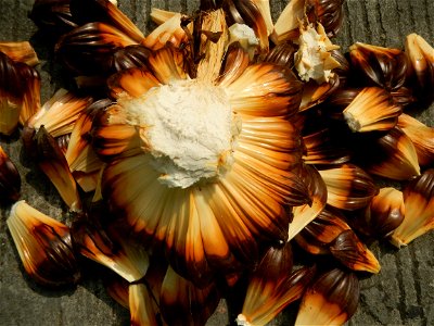 Rare seeds Nypa fruticans fruit seeds Seeds of Nypa fruticans fruits in the Philippines Nypa fruticans Nypa fruticans Wurmb. Nypa fruticans Wurmb., Arecaceae Flora of the Philippines, bears globular f