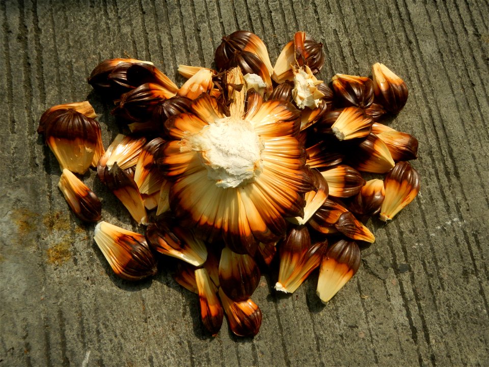 Rare seeds Nypa fruticans fruit seeds Seeds of Nypa fruticans fruits in the Philippines Nypa fruticans Nypa fruticans Wurmb. Nypa fruticans Wurmb., Arecaceae Flora of the Philippines, bears globular f