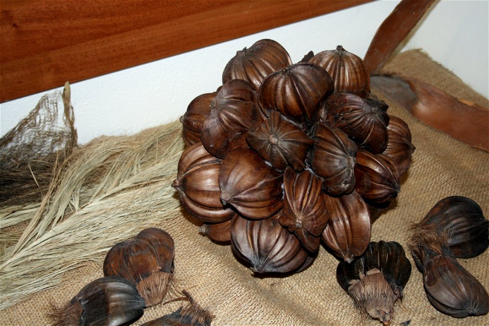 Seeds of palm Nypa fruticans