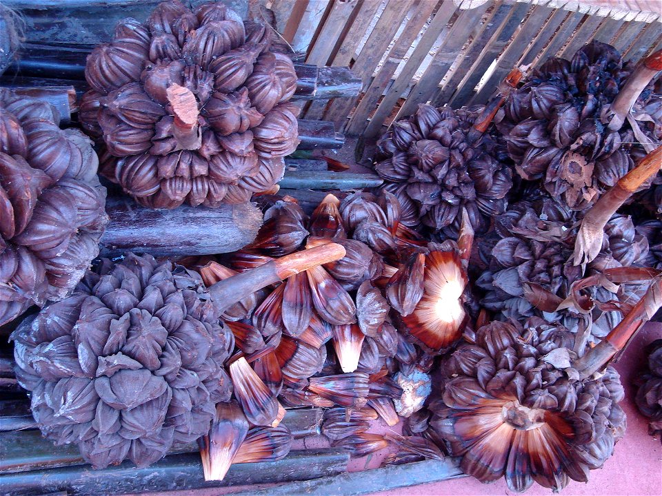 Nypa fruticans fruit in Royal Flora Expo 2006, Chiangmai, Thailand
