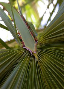Washingtonia robusta, axial hastula