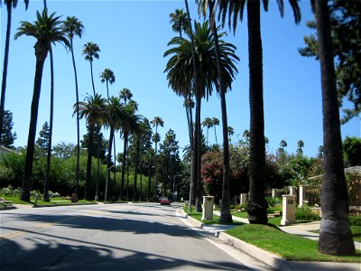 Palms along a street in Beverly Hills, California. photo
