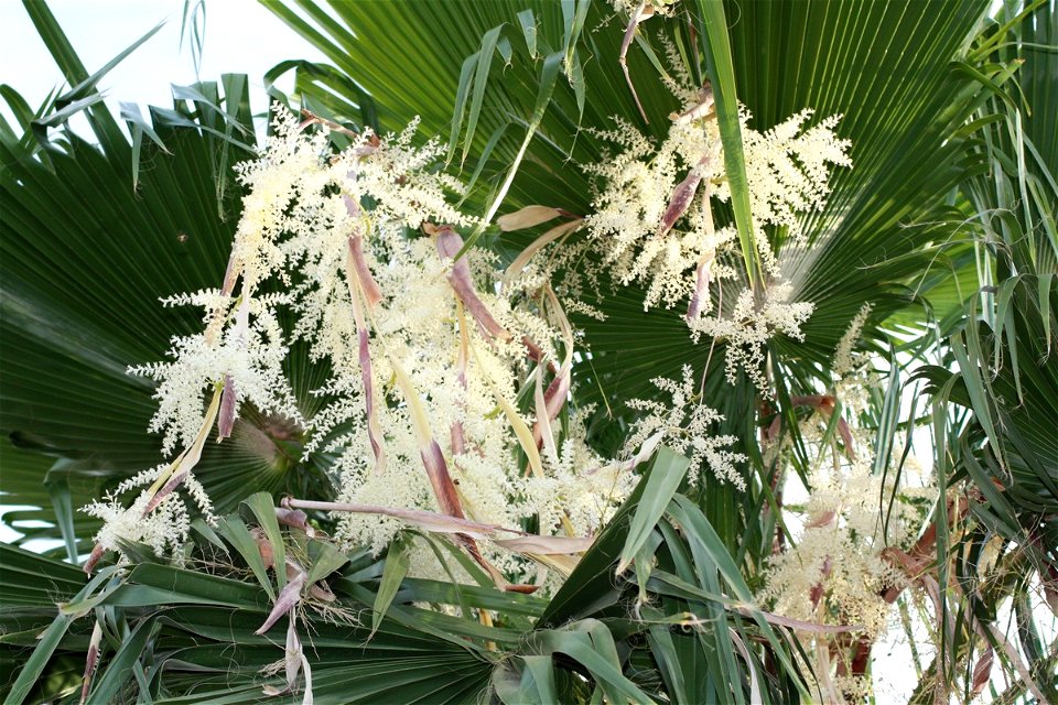 A flowering  — in Chandler, Arizona.