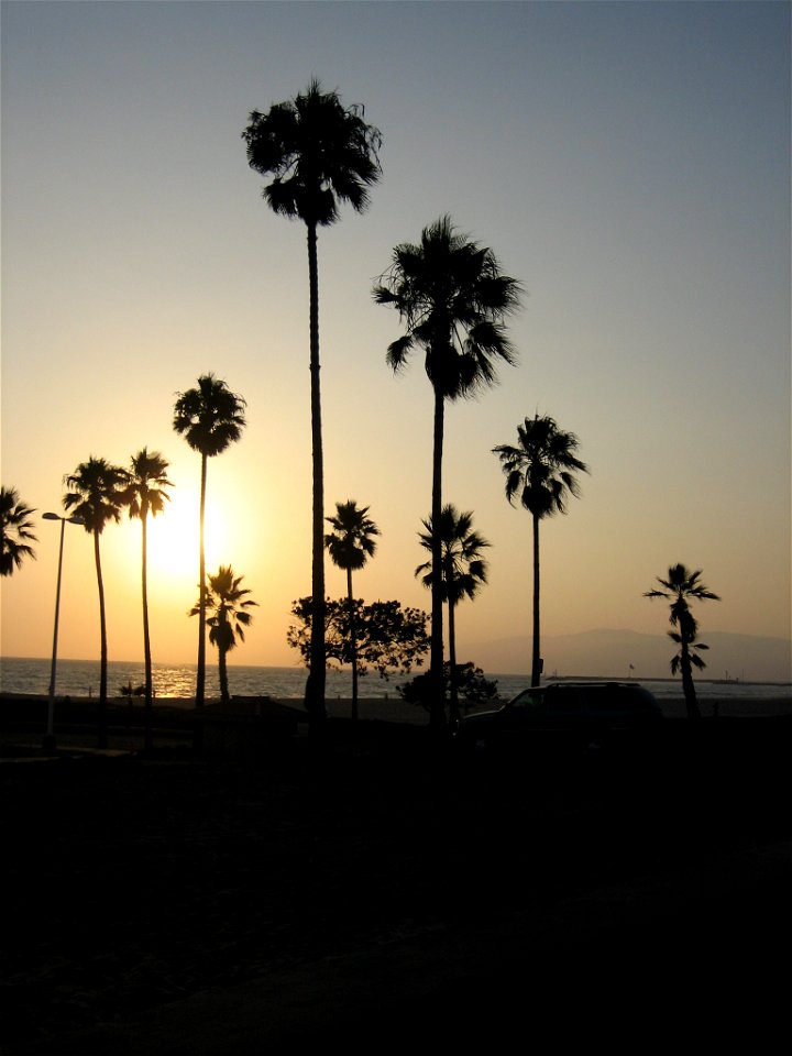 Manhattan Beach, L.A.; sunset.

Back-lighted Mexican fan palms (Washingtonia robusta).
