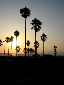 Manhattan Beach, L.A.; sunset. Back-lighted Mexican fan palms (Washingtonia robusta). photo