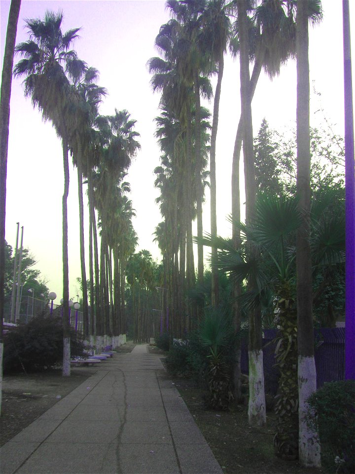 Avenue of palm trees promenade in Beit Shean