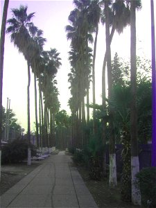 Avenue of palm trees promenade in Beit Shean photo