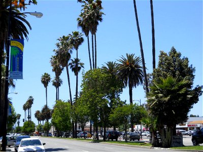 A section of Sherman Way in — located in the western San Fernando Valley, Los Angeles, California. • The palm allée of Mexican fan palms was planted along the new boulevard and Red Car line the 1910s photo