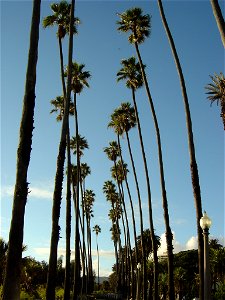 Palm avenue (allée) in  — Santa Monica, California.
Mexican Fan Palm trees (Washingtonia robusta).