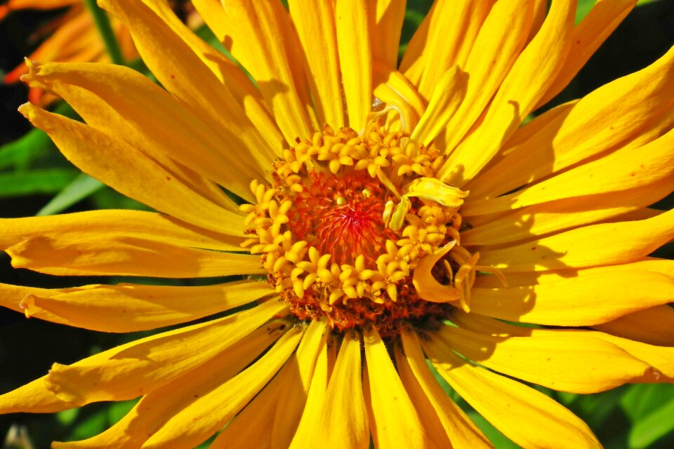 Summer nature garden