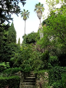 Washingtonia robusta near the entrance of the jardin des Serres de la Madone in Menton (Alpes-Maritimes, France). Identified by its botanic label.